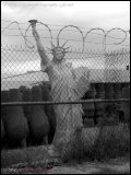[liberty nollmeyer]